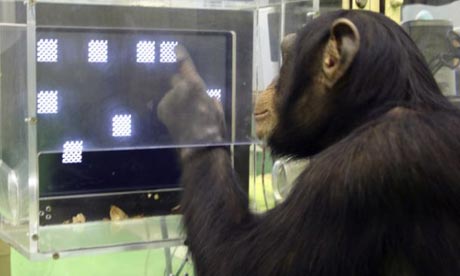 como - Simio Logra Conversar con Científicos: Pide Ser Tratada Como Humano Chimpanzee-research_ap